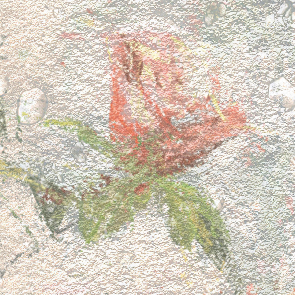 Komar Fototapete Wall Roses B/L: ca. 300x250 cm Wall Roses - (300,00/250,00cm) - Komar