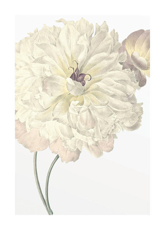 Komar Poster Illustration Dahlia Blume B/L: ca. 50x70 cm