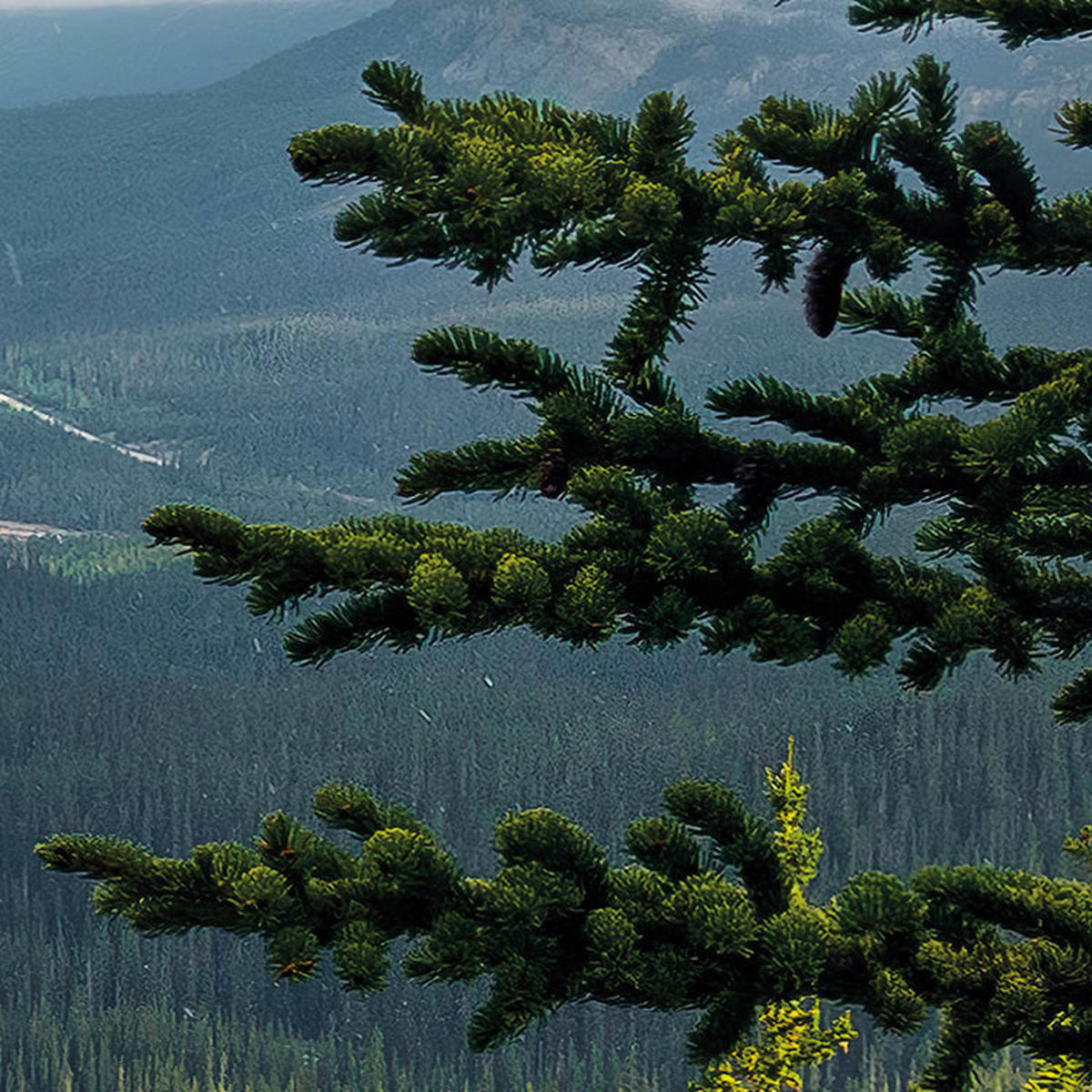 Komar Fototapete Wonderland Canada B/L: ca. 450x280 cm Wonderland Canada - (450,00/280,00cm) - Komar