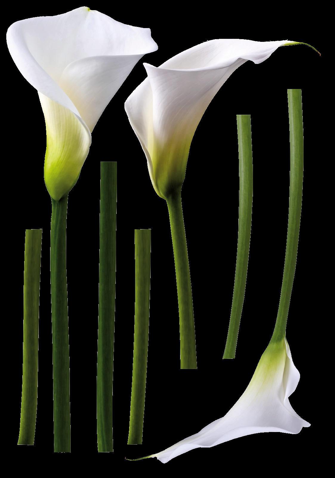 Dekosticker Blumen weiß B/L: ca. 50x70 cm Dekosticker Callas weiß - weiß/grün (50,00/70,00cm)