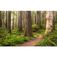 Komar Fototapete Redwood Trail B/L: ca. 450x280 cm Redwood Trail - (450,00/280,00cm) - Komar