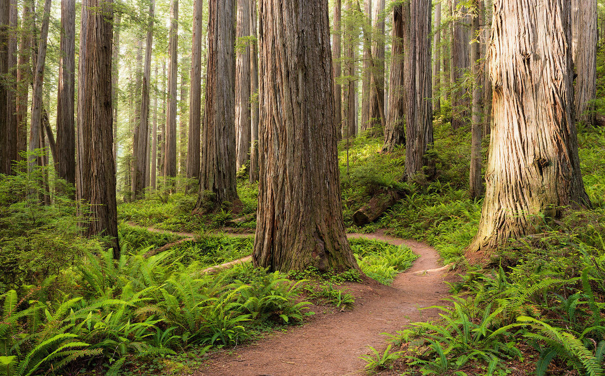 Komar Fototapete Redwood Trail B/L: ca. 450x280 cm Redwood Trail - (450,00/280,00cm) - Komar