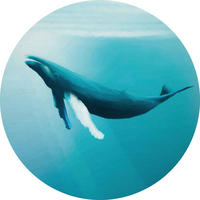 Komar Fototapete Whale Watching D: ca. 125 cm Whale Watching - (125,00cm) - Komar