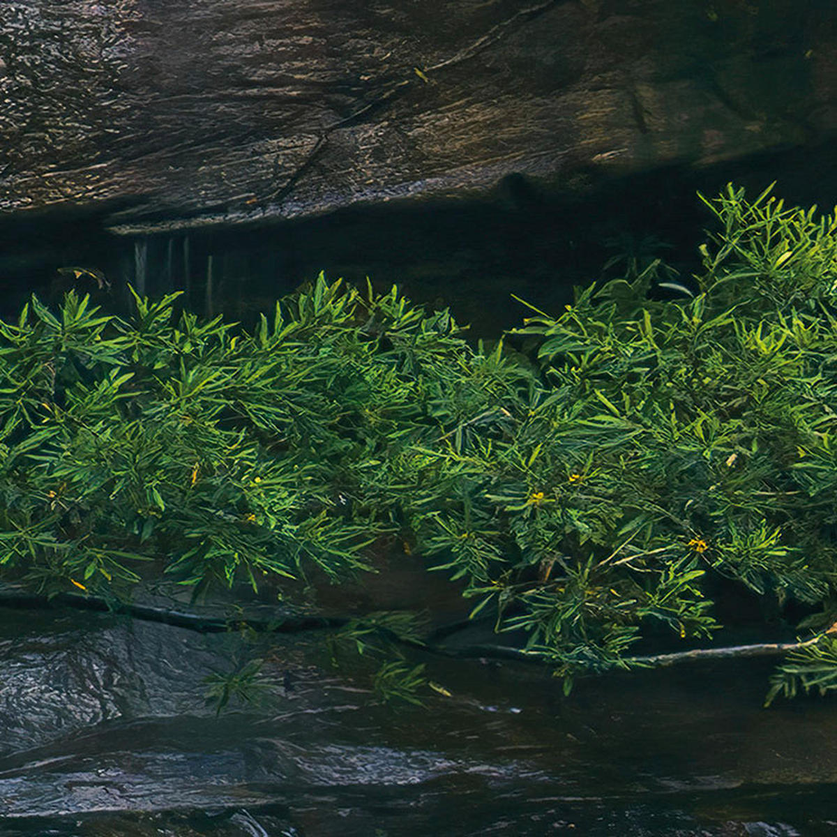 Komar Fototapete Golden Falls B/L: ca. 450x280 cm Golden Falls - (450,00/280,00cm) - Komar