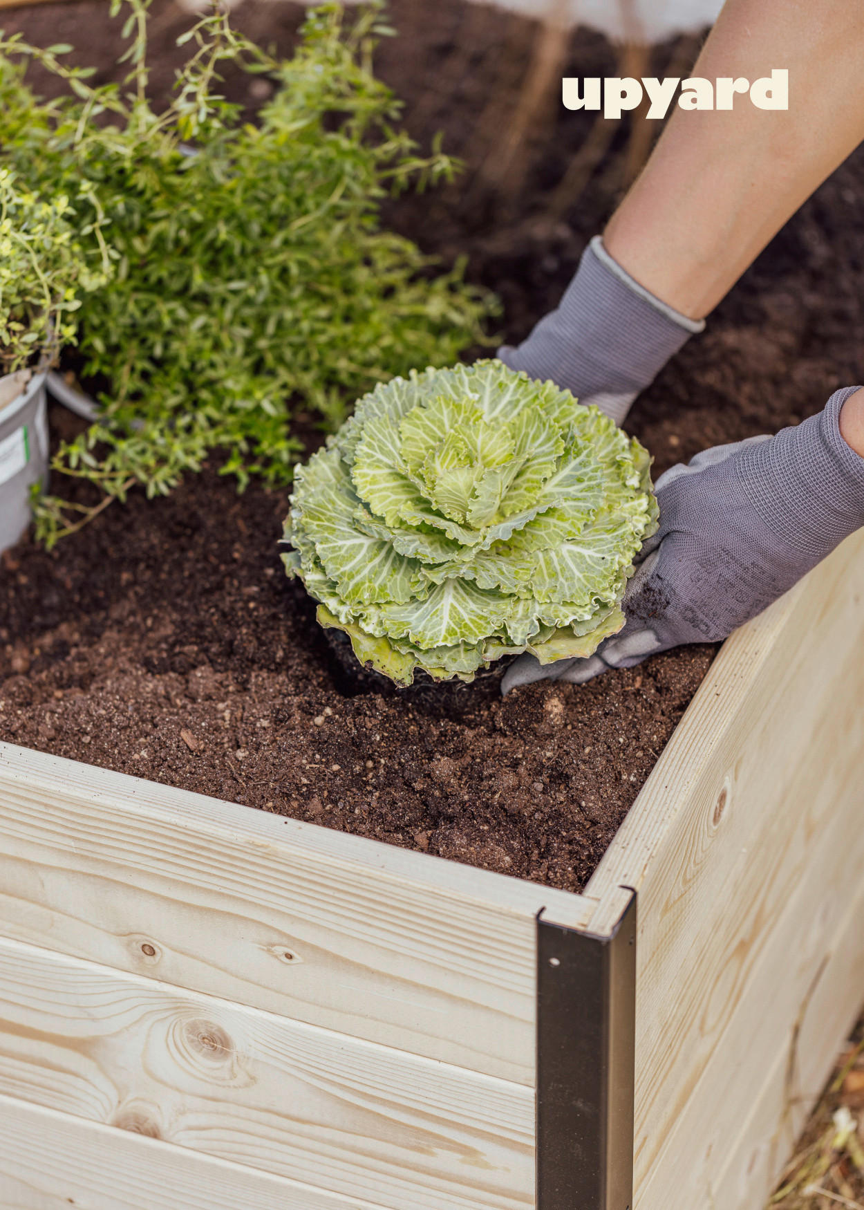 Thumbnail - UPYARD Hochbeet MODERN natur Holz B/H/L: ca. 80x40x120 cm