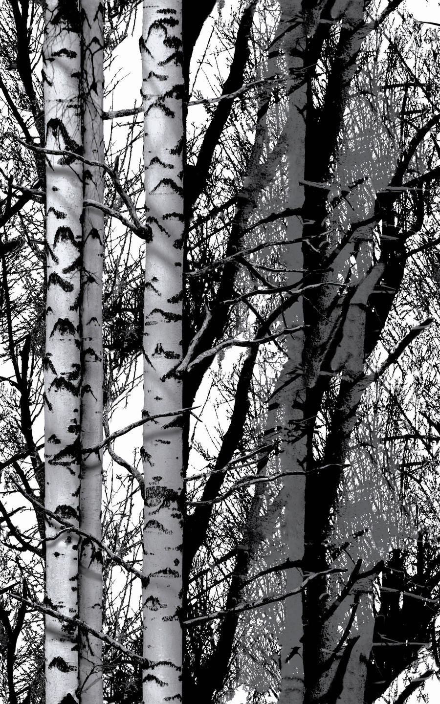 d-c-fix Dekofolie Wood schwarz weiß B/L: ca. 45x150 cm Klebefolie_Wood - weiß/schwarz (45,00/150,00cm)