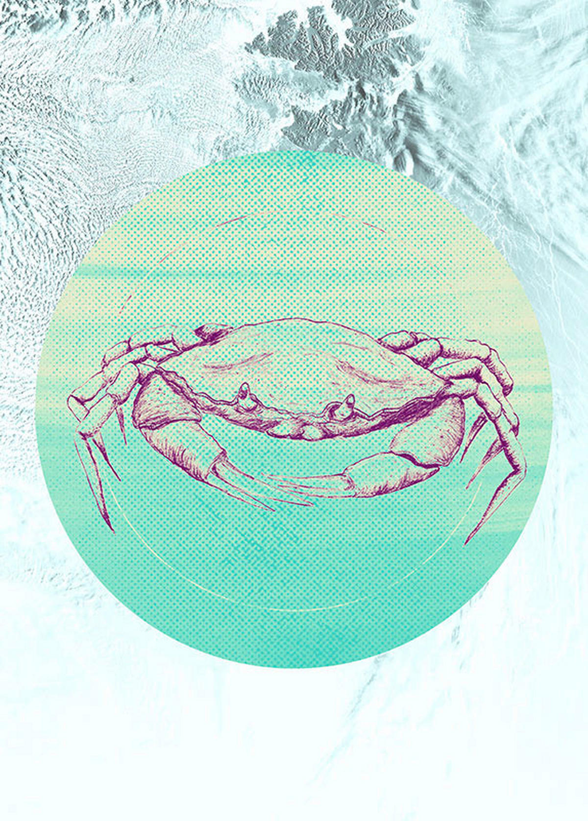 Komar Poster Crab Sea Tiere B/L: ca. 50x70 cm Crab Sea - (50,00/70,00cm) - Komar