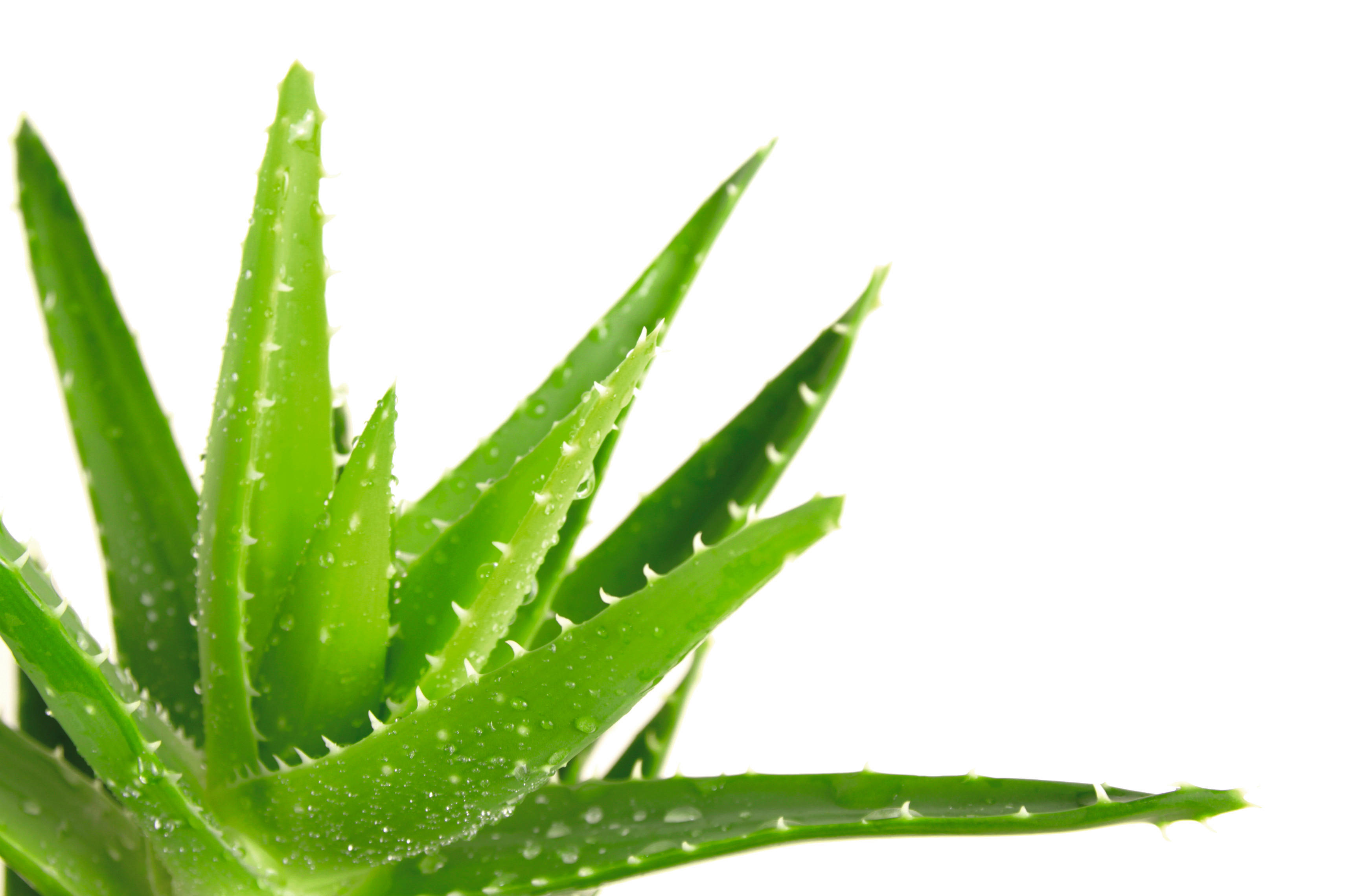 Kopfkissen Aloe Vera Aloe Vera - weiß (80,00/40,00cm)
