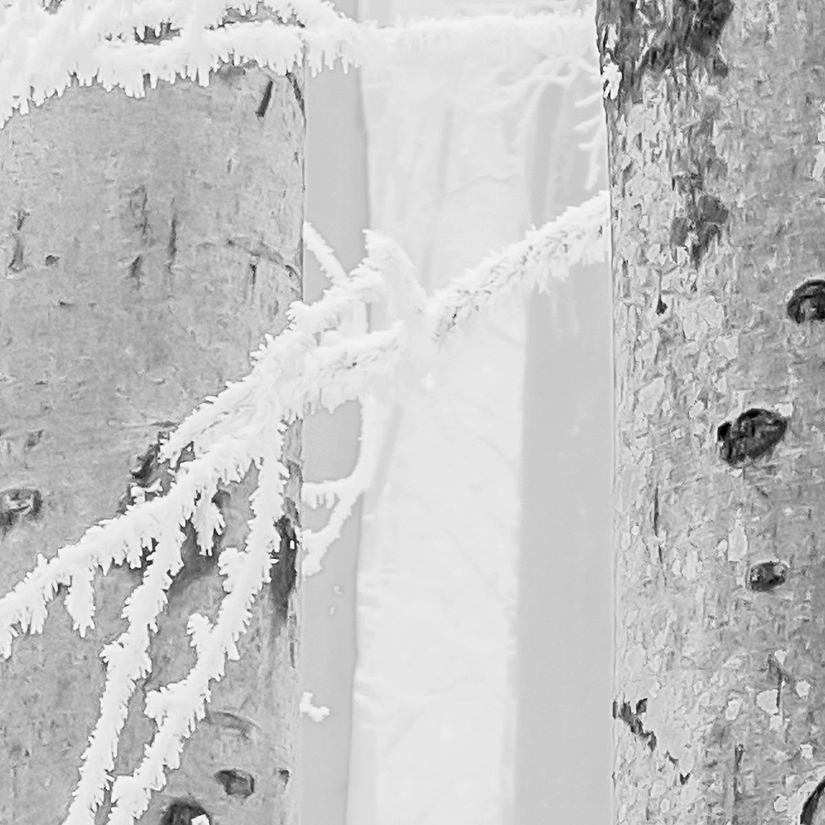 Komar Fototapete Winter Wood B/L: ca. 400x280 cm Winter Wood - (400,00/280,00cm) - Komar