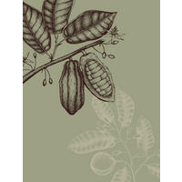 Komar Poster Wild Cocoa Pflanzen B/L: ca. 30x40 cm Wild Cocoa - (30,00/40,00cm) - Komar