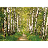 Komar Fototapete Birkenwald B/L: ca. 368x254 cm Birkenwald - (368,00/254,00cm) - Komar