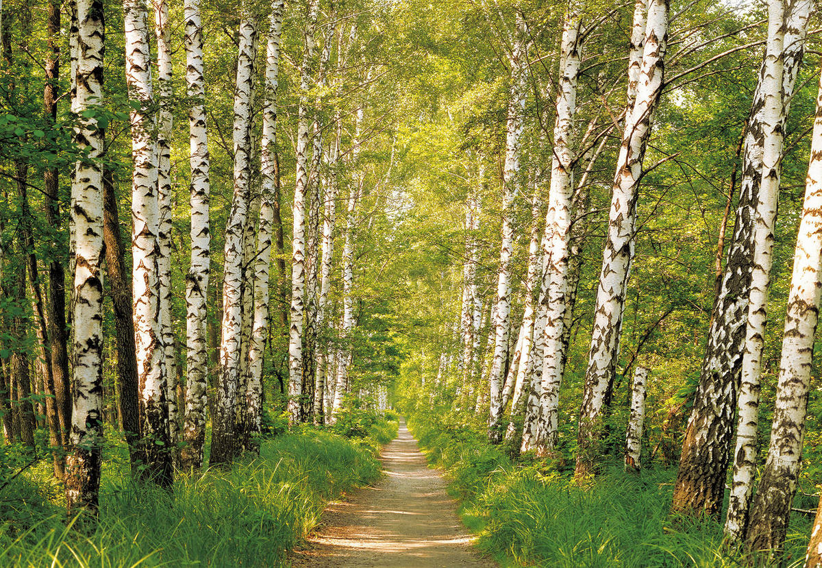 Komar Fototapete Birkenwald B/L: ca. 368x254 cm Birkenwald - (368,00/254,00cm) - Komar