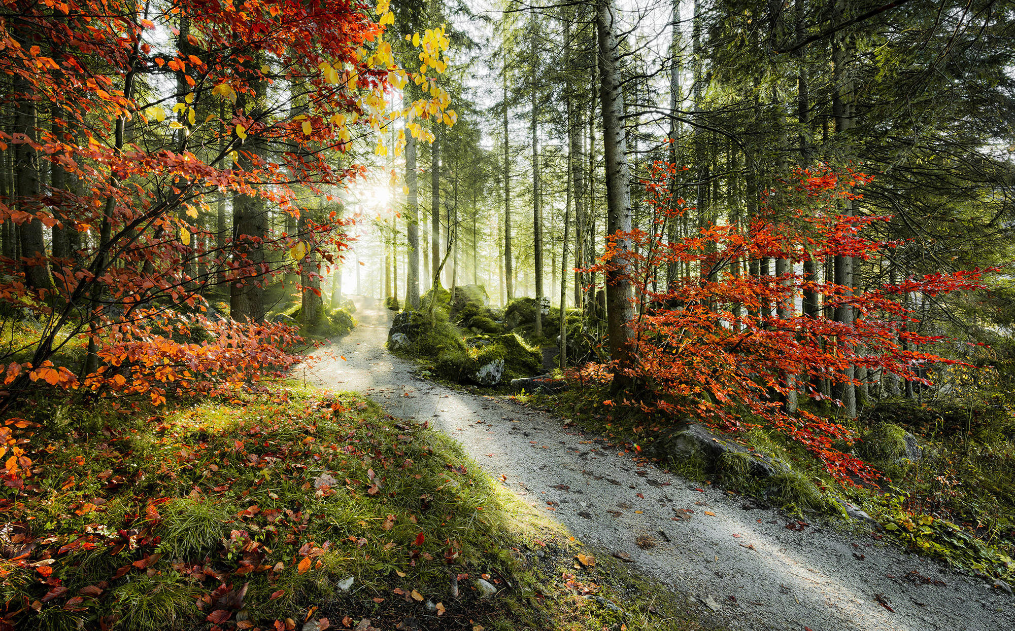 Komar Fototapete Feuerzungen B/L: ca. 450x280 cm Feuerzungen - (450,00/280,00cm) - Komar