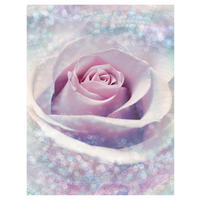 Komar Fototapete Delicate Rose Rose B/L: ca. 200x260 cm Delicate Rose - (200,00/260,00cm) - Komar