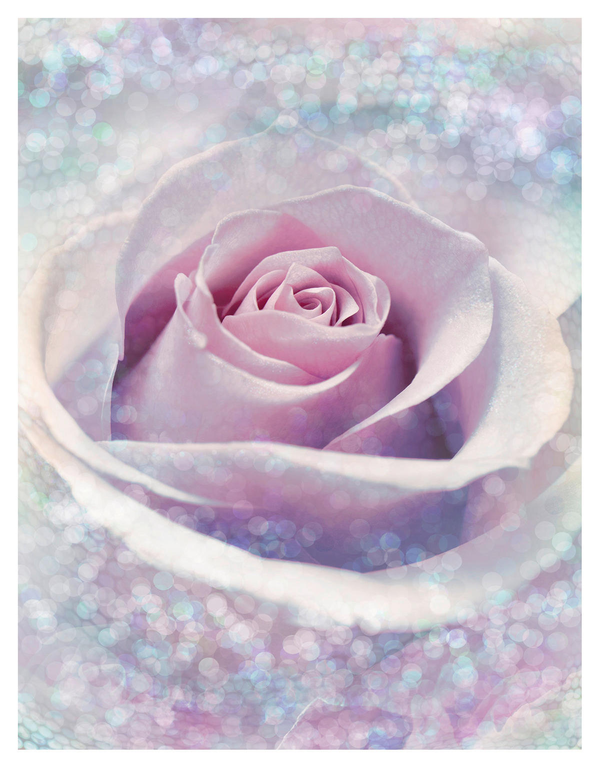 Komar Fototapete Delicate Rose Rose B/L: ca. 200x260 cm Delicate Rose - (200,00/260,00cm) - Komar