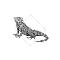 Komar Poster Iguana White Tiere B/L: ca. 50x70 cm Iguana White - (50,00/70,00cm) - Komar