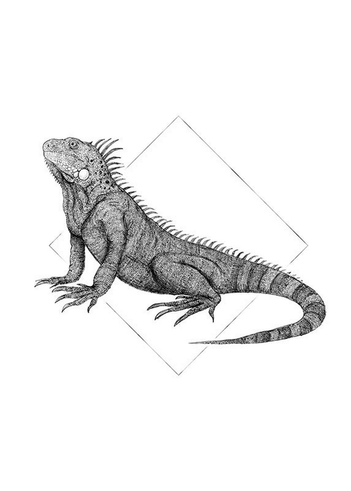 Komar Poster Iguana White Tiere B/L: ca. 50x70 cm Iguana White - (50,00/70,00cm) - Komar