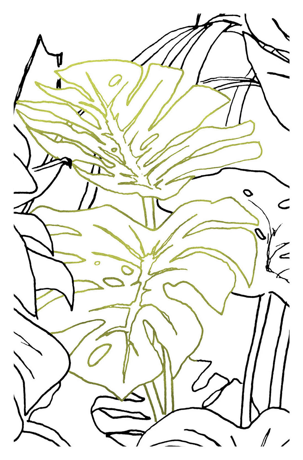 Komar Poster Monstera Borsigiana Pflanzen B/L: ca. 50x70 cm Monstera Borsigiana - (50,00/70,00cm) - Komar