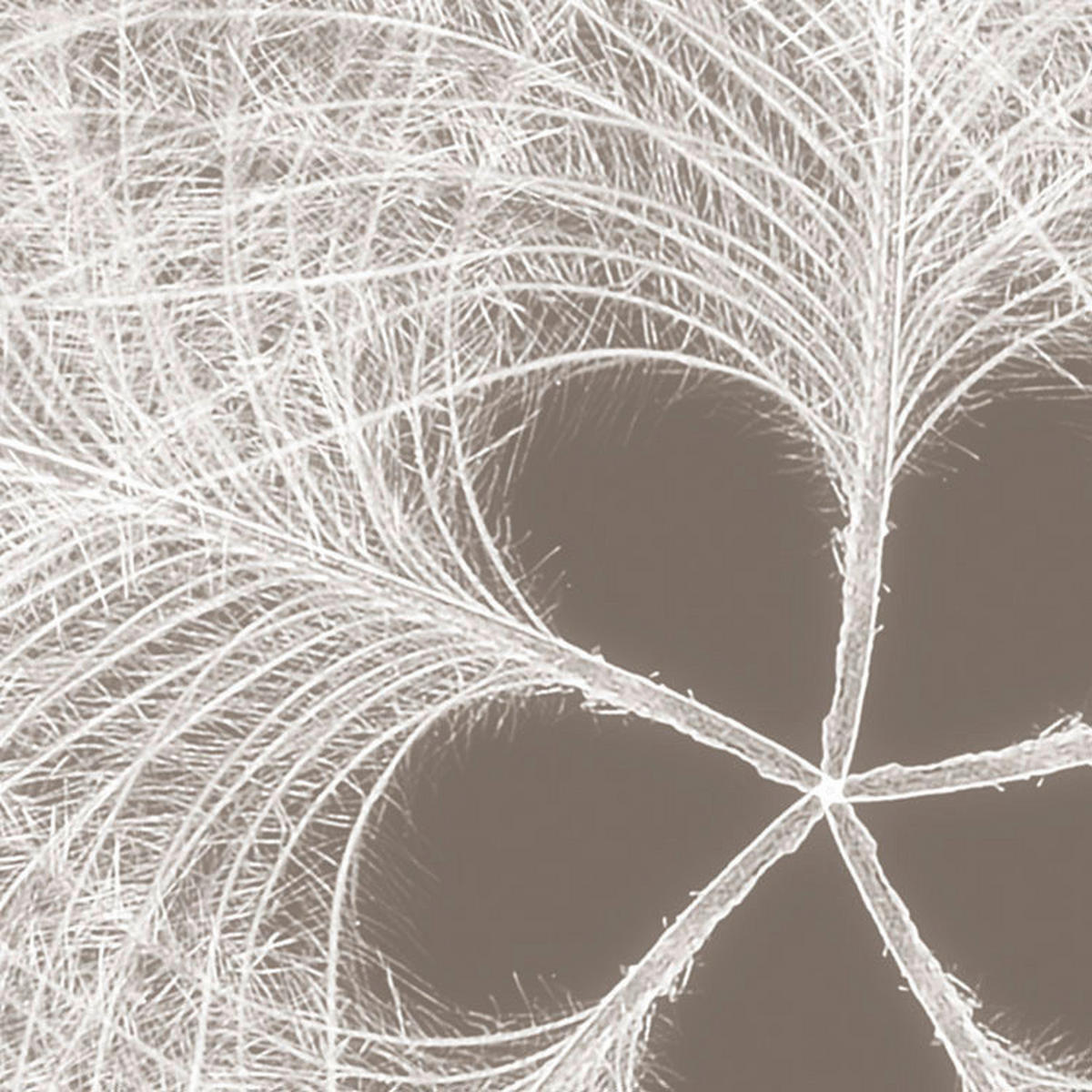 Komar Fototapete Federstern B/L: ca. 300x250 cm Federstern - (300,00/250,00cm) - Komar