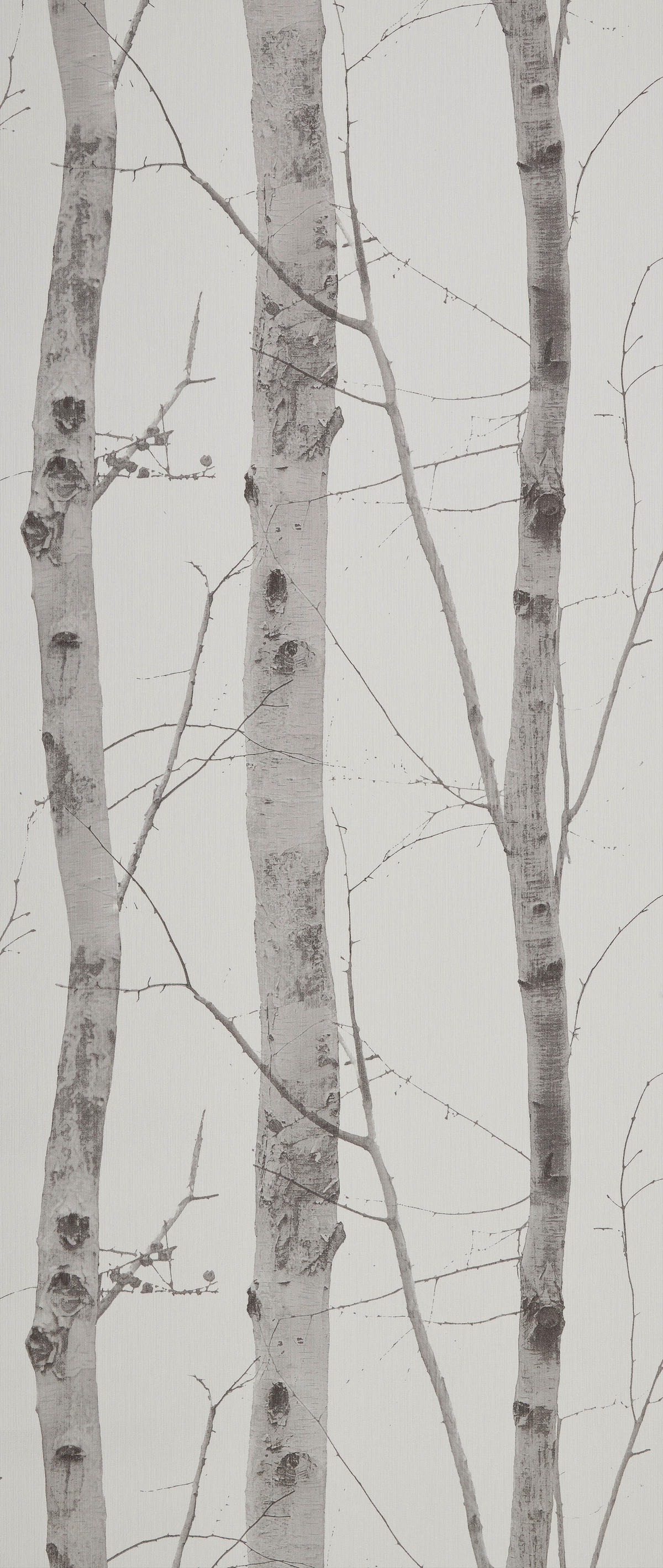 Vliestapete Birkenwald grau creme B/L: ca. 53x1005 cm Vliestapete_6305-10 - creme/grau (53,00/1005,00cm)