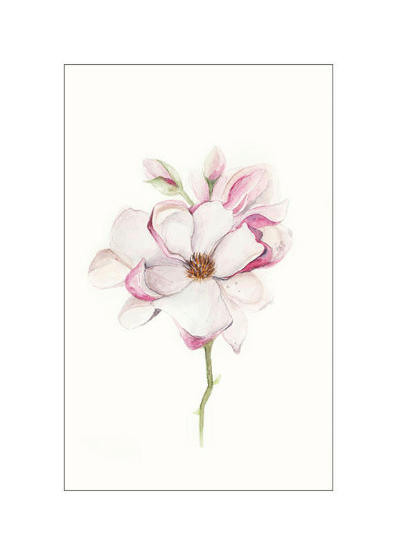 Komar Poster Magnolia Blossom Magnolie B/L: ca. 50x70 cm günstig online kaufen