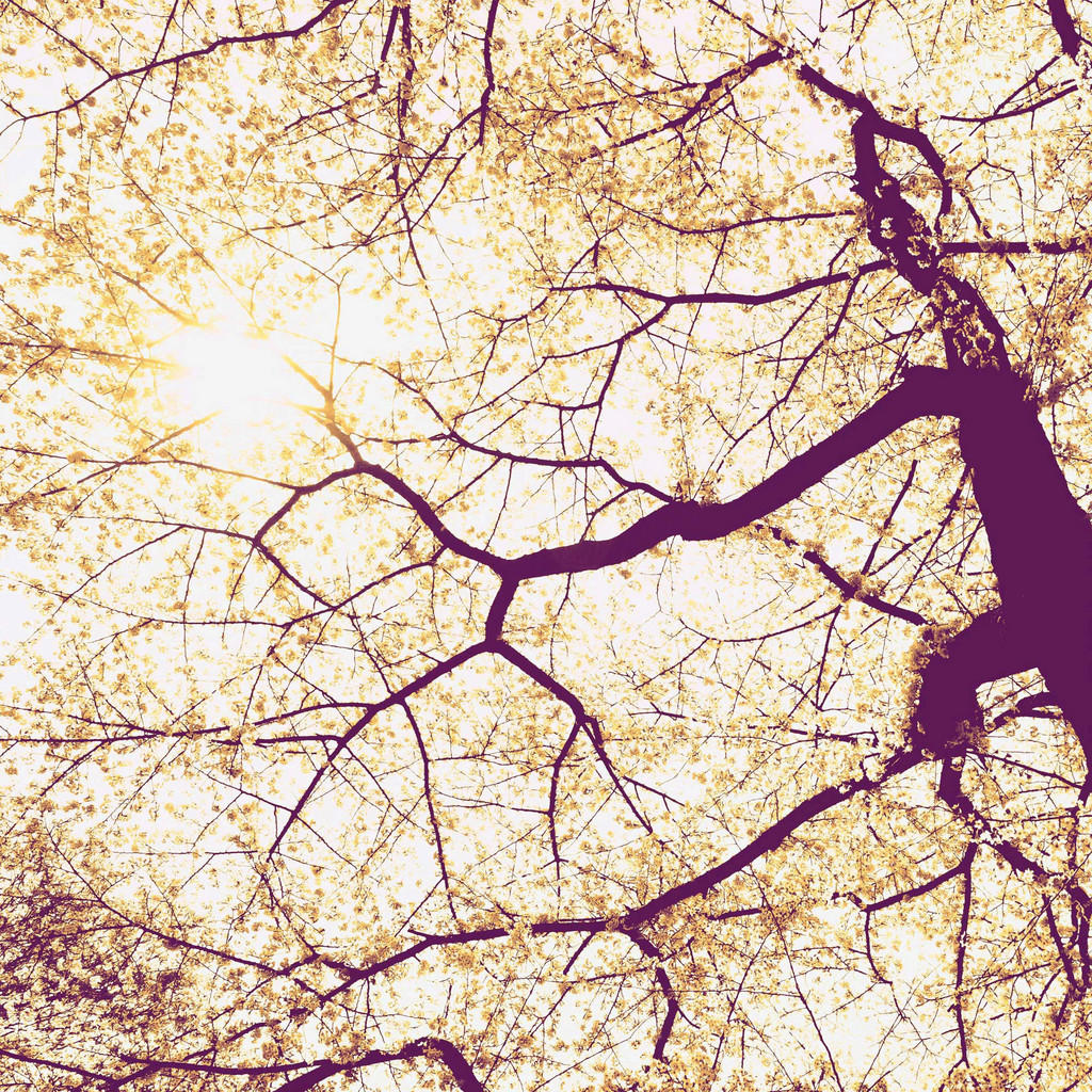 Komar Vlies-Fototapete Sunshine, 250 x 250 cm / 5-tlg.