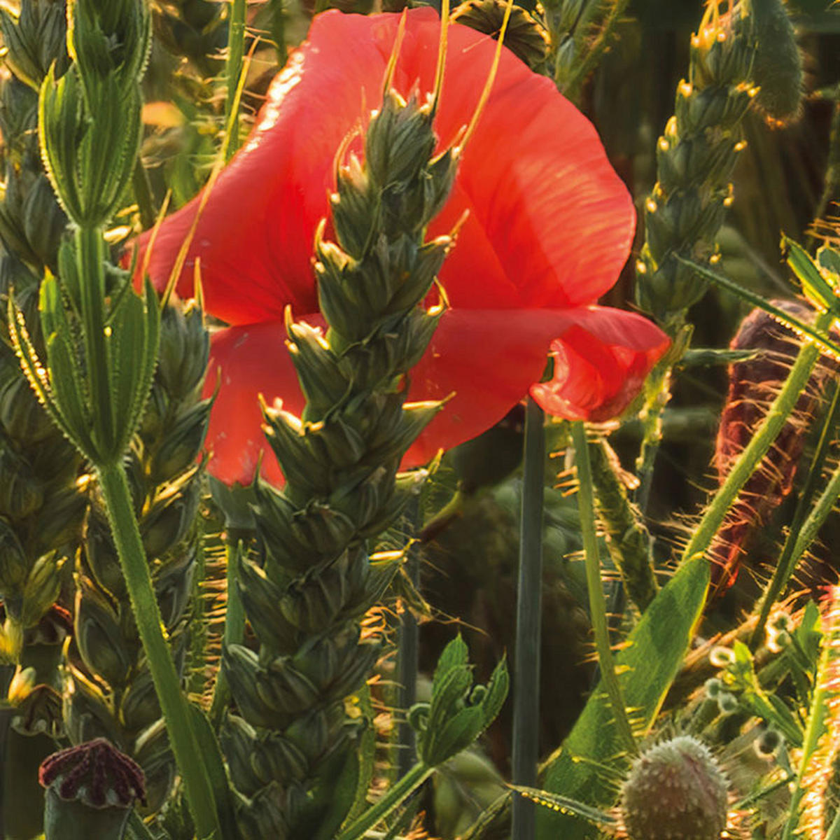 Komar Fototapete Poppy World B/L: ca. 450x280 cm Poppy World - (450,00/280,00cm) - Komar