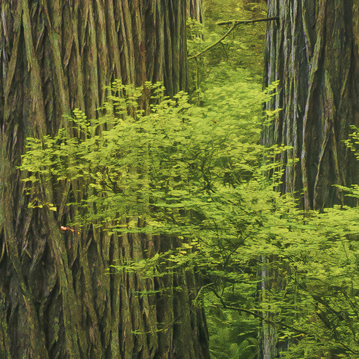 Komar Fototapete Goblins Woods B/L: ca. 250x280 cm Goblins Woods - (250,00/280,00cm) - Komar