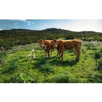 Komar Fototapete Kuhparadies B/L: ca. 450x280 cm Kuhparadies - (450,00/280,00cm) - Komar