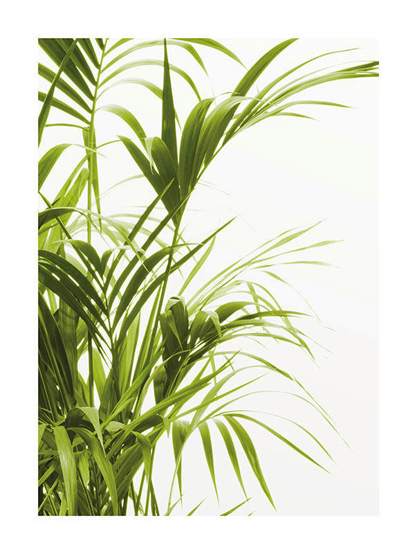 Komar Poster Reed Leaves Pflanzen B/L: ca. 30x40 cm Reed Leaves - (30,00/40,00cm) - Komar