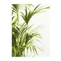 Komar Poster Reed Leaves Pflanzen B/L: ca. 30x40 cm Reed Leaves - (30,00/40,00cm) - Komar