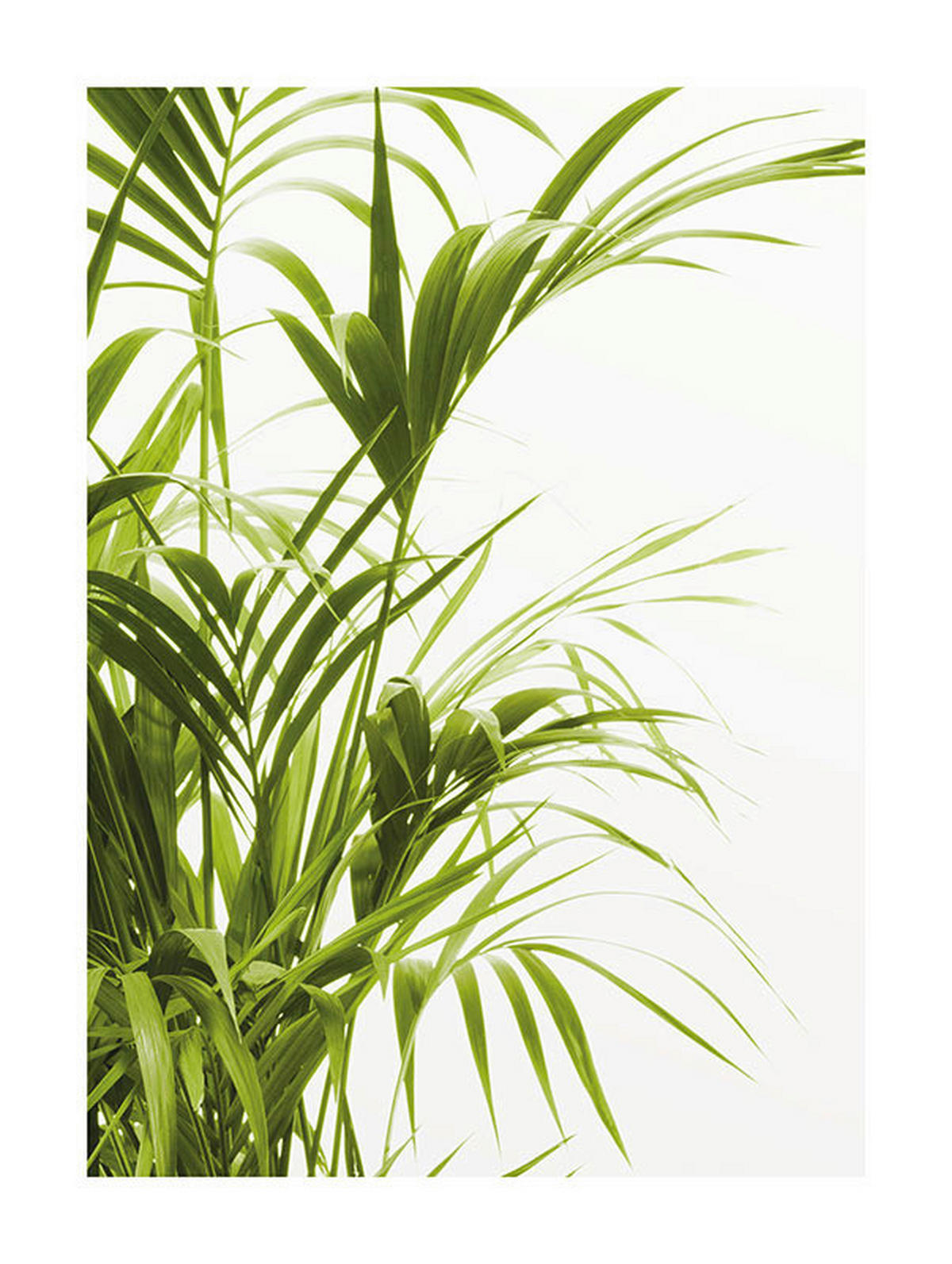 Komar Poster Reed Leaves Pflanzen B/L: ca. 30x40 cm Reed Leaves - (30,00/40,00cm) - Komar