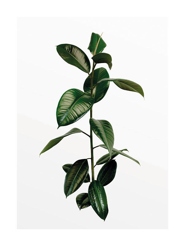 Komar Poster Ficus Branch Pflanzen B/L: ca. 30x40 cm günstig online kaufen