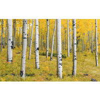 Komar Fototapete Orange Forest B/L: ca. 400x250 cm Orange Forest - (400,00/250,00cm) - Komar