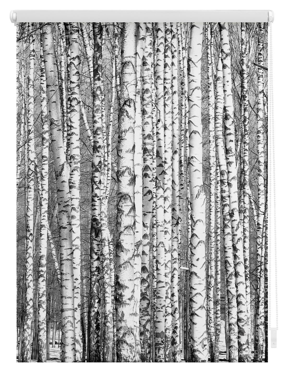 Rollo Bretter Birken schwarz B/L: ca. 80x150 cm Bretter Birken - weiß/schwarz (80,00/150,00cm) - LICHTBLICK