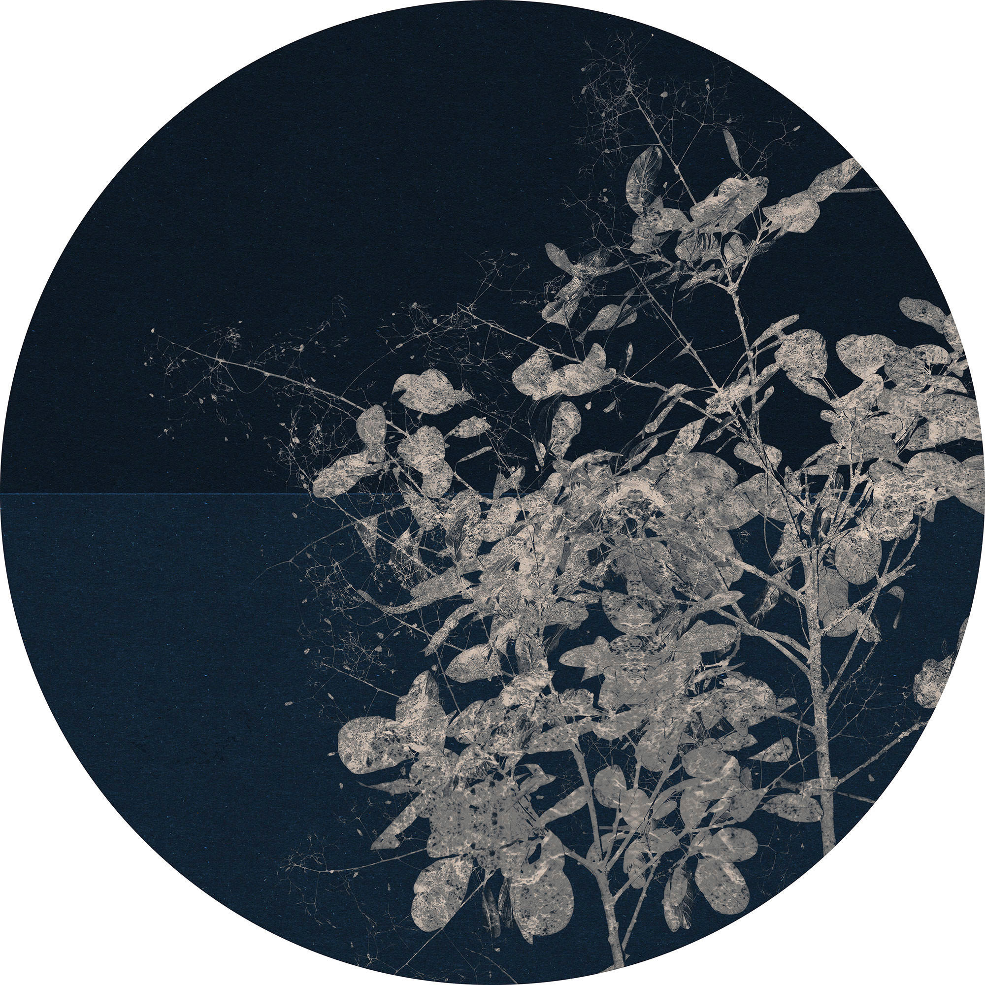 Komar Fototapete Branch D: ca. 125 cm Branch - (125,00cm) - Komar