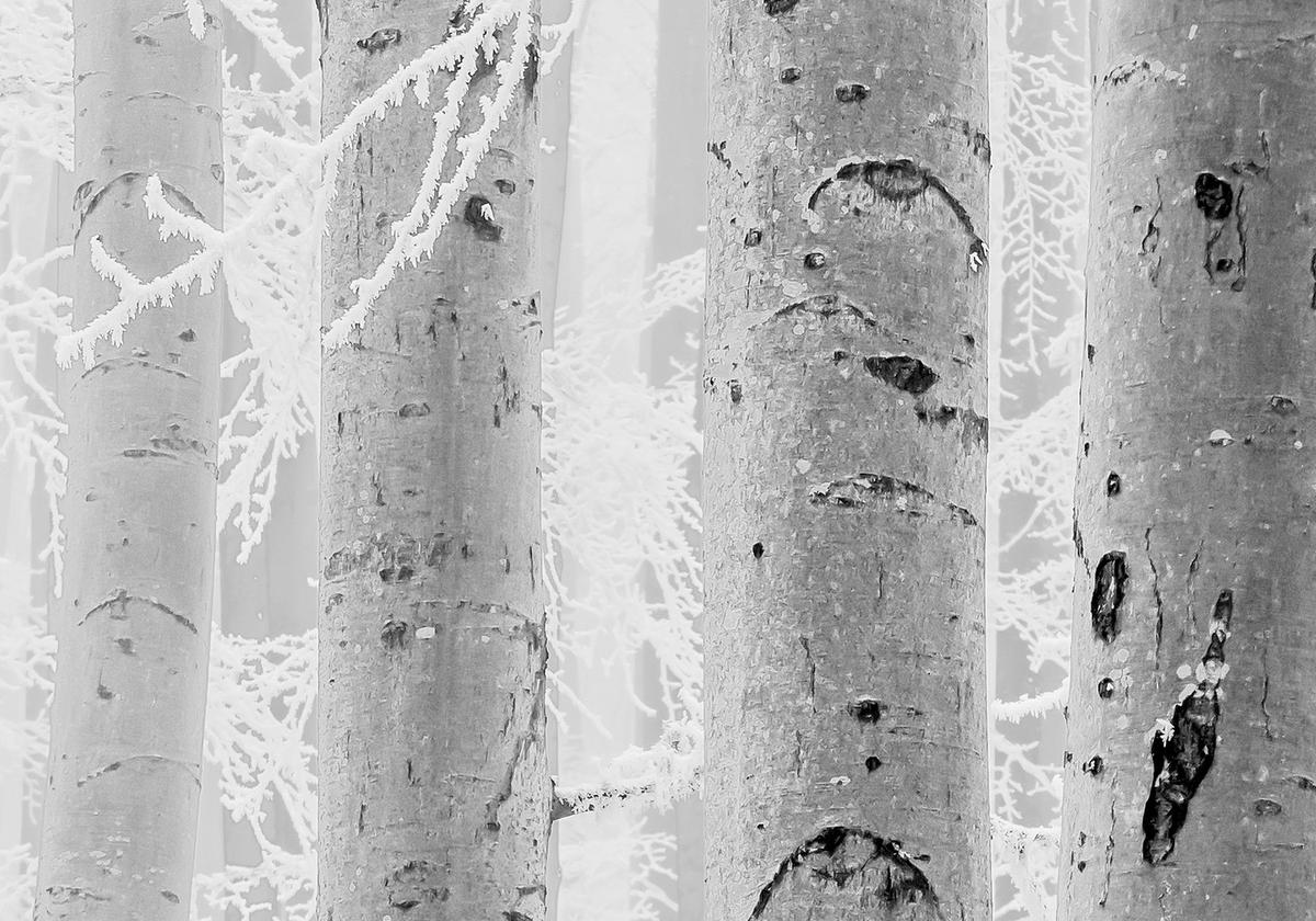 Komar Fototapete Winter Wood B/L: ca. 400x280 cm Winter Wood - (400,00/280,00cm) - Komar