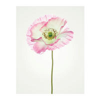 Komar Poster Poppy Mohnblumen B/L: ca. 40x50 cm Poppy - (40,00/50,00cm) - Komar