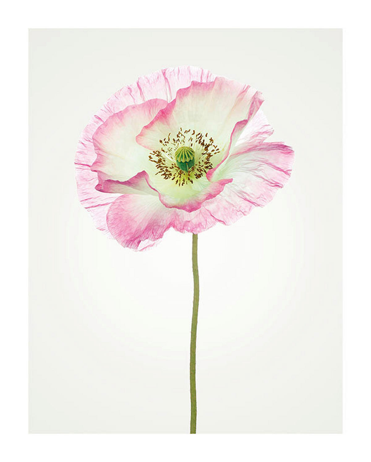 Komar Poster Poppy Mohnblumen B/L: ca. 40x50 cm Poppy - (40,00/50,00cm) - Komar