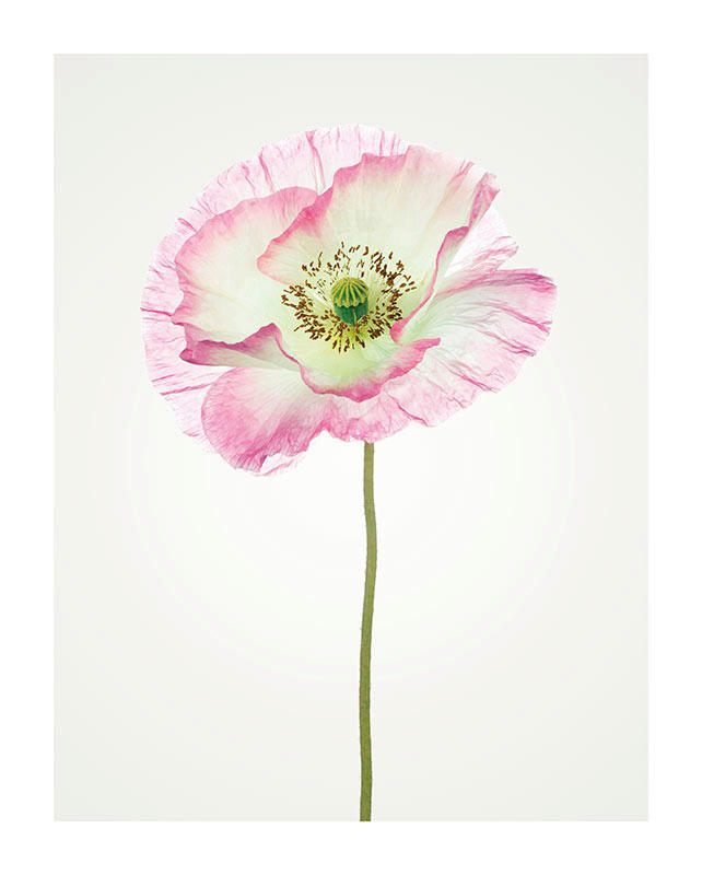 Komar Poster Poppy Mohnblumen B/L: ca. 40x50 cm