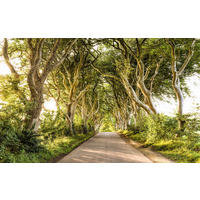 Komar Fototapete Golden Hedges B/L: ca. 400x250 cm Golden Hedges - (400,00/250,00cm) - Komar
