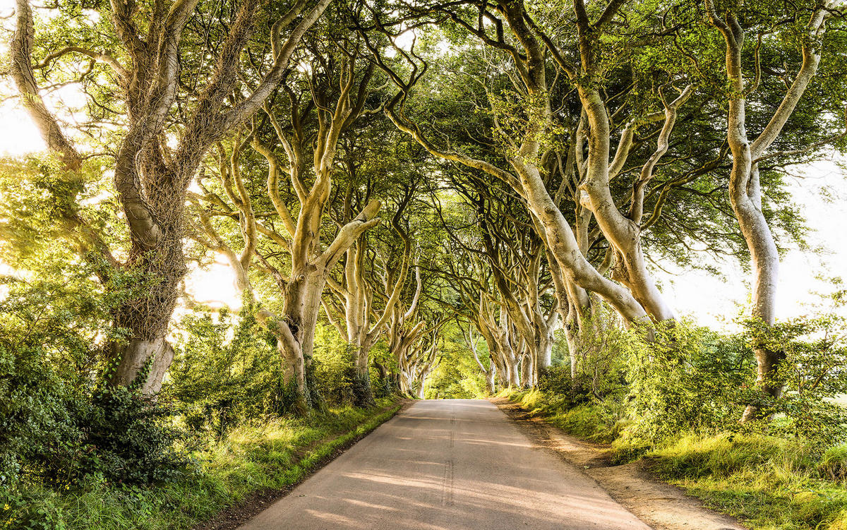 Komar Fototapete Golden Hedges B/L: ca. 400x250 cm Golden Hedges - (400,00/250,00cm) - Komar