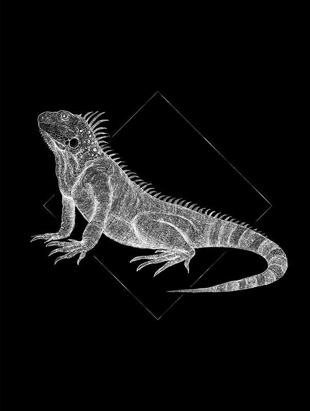 Komar Wandbild Iguana Black Tiere B/L: ca. 30x40 cm günstig online kaufen