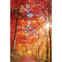 Keilrahmenbild Baum B/H: ca. 90x60 cm Keilrahmenbild 60x90 cm - bunt (90,00/60,00cm)