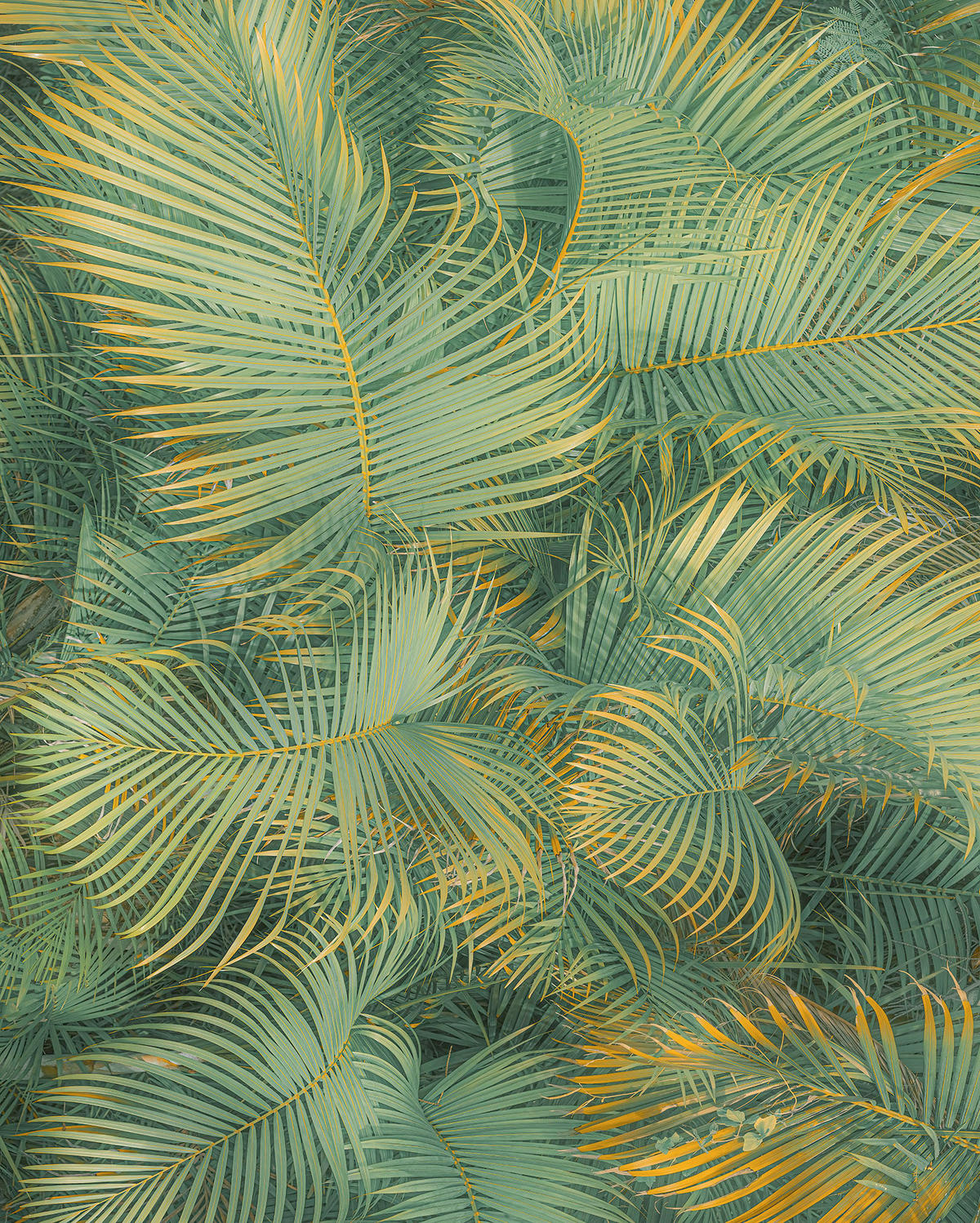 Komar Fototapete Neon Fern B/L: ca. 200x250 cm Neon Fern - (200,00/250,00cm) - Komar