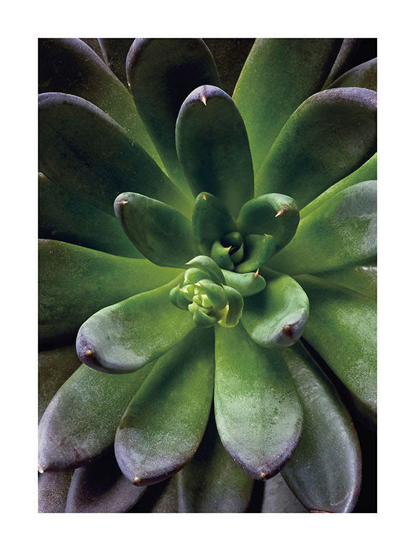 Komar Poster Succulent Single Pflanzen B/L: ca. 30x40 cm günstig online kaufen