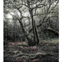 Komar Fototapete Das Model B/L: ca. 250x280 cm Das Model - (250,00/280,00cm) - Komar