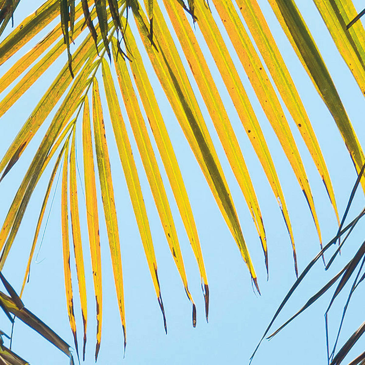 Komar Fototapete Under The Palmtree B/L: ca. 200x250 cm Under The Palmtree - (200,00/250,00cm) - Komar