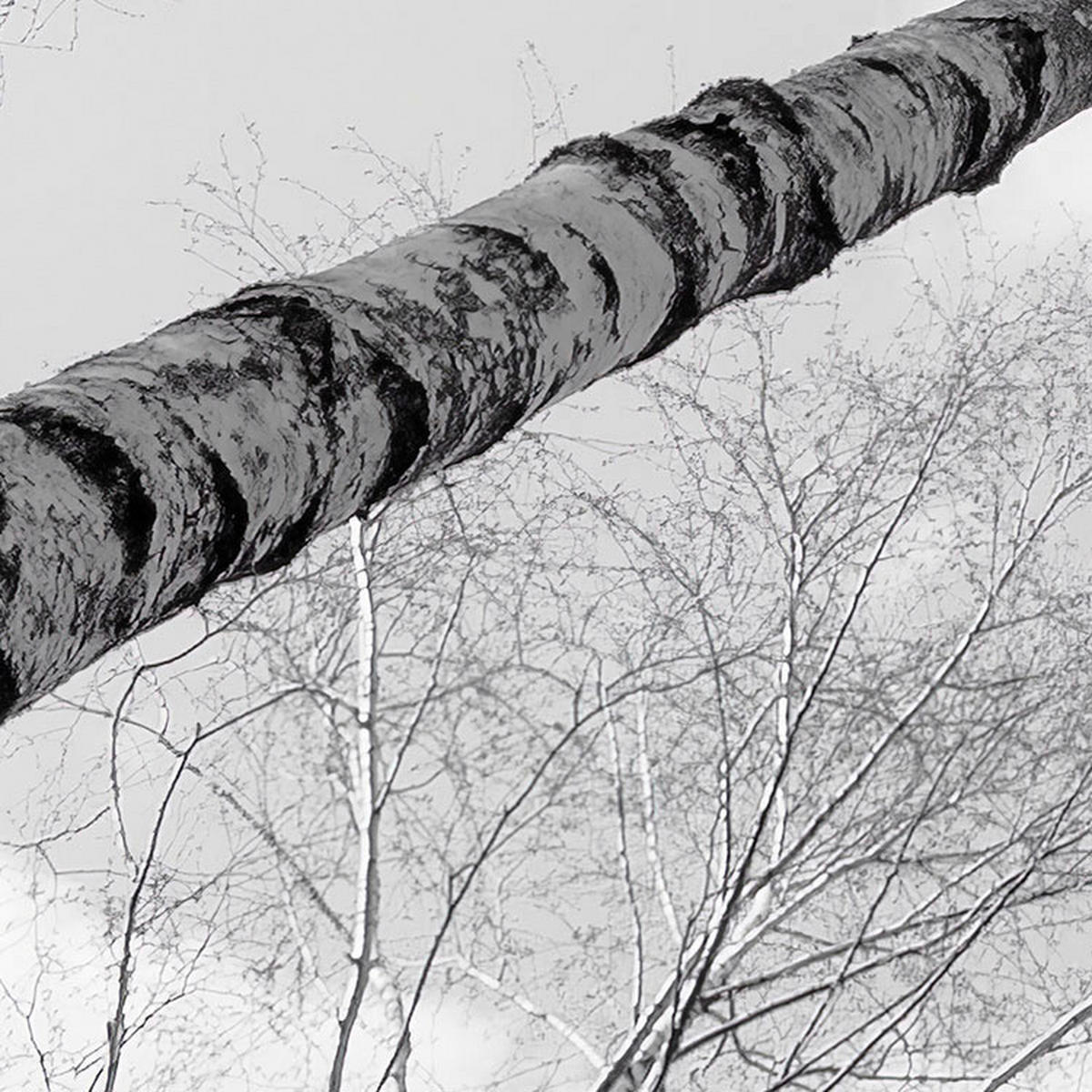 Komar Fototapete Weiß Blau B/L: ca. 450x280 cm Weiß Blau - (450,00/280,00cm) - Komar