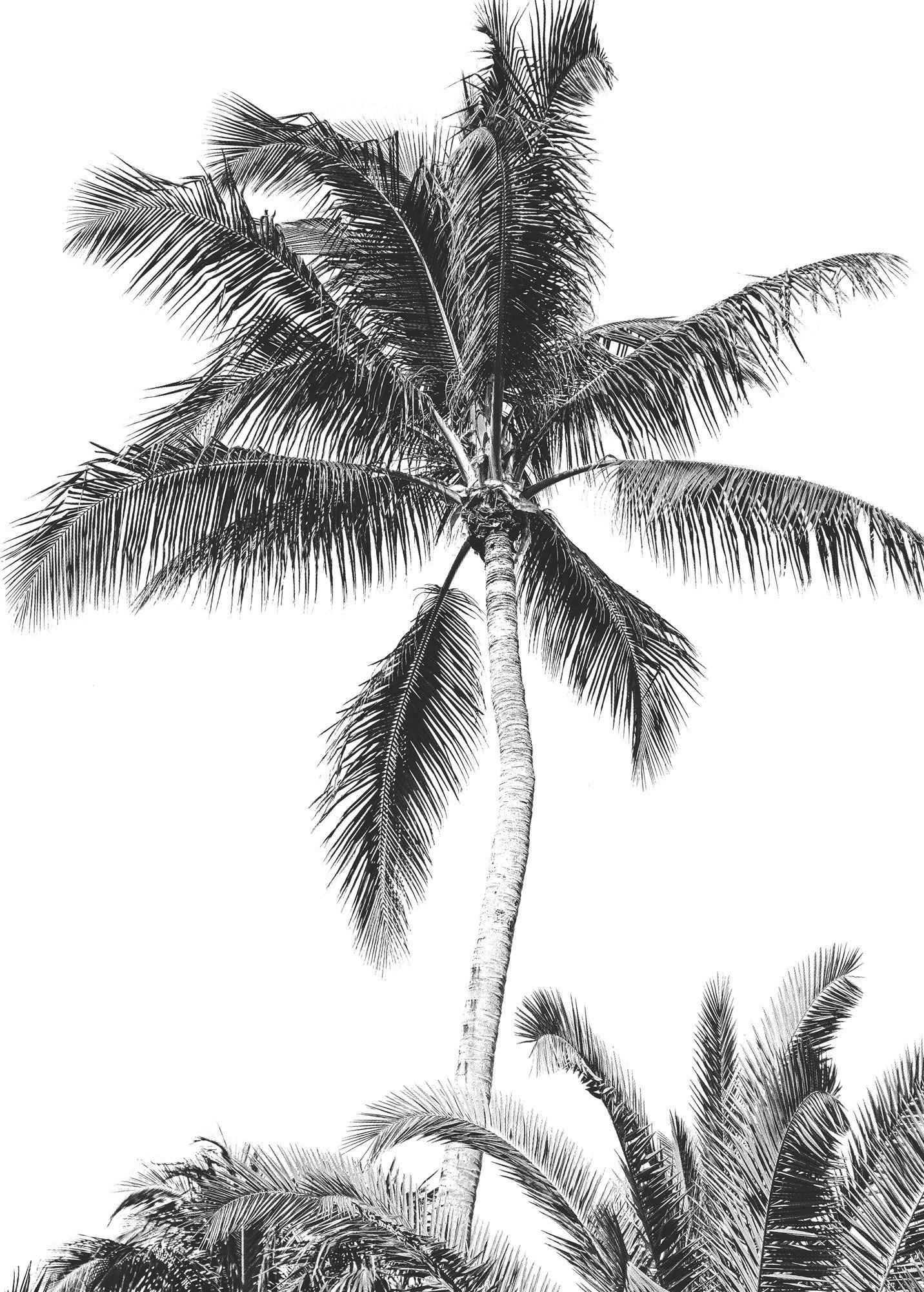 Komar Fototapete Retro Palm B/L: ca. 200x280 cm